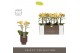 Phalaenopsis multiflora geel Optimost - Luna - 2 tak - Emilia Brown Aq 