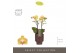 Phalaenopsis multiflora geel Optimost - Luna - 2 tak - Emilia Brown Aq 