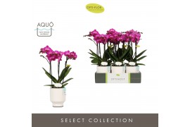 Phalaenopsis multiflora paars Optimost - Roma - 3 tak - Emilia White A