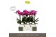 Phalaenopsis multiflora paars Optimost - Roma - 3 tak - Emilia White A 
