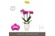 Phalaenopsis multiflora paars Optimost - Roma - 3 tak - Emilia White A 