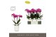 Phalaenopsis multiflora paars Optimost - Roma - 3 tak - Molise White A 