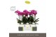 Phalaenopsis multiflora paars Optimost - Roma - 3 tak - Molise White A 