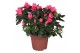 Rhododendron simsii nordlicht vogel Azalea rood 