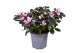 Rhododendron simsii rose vogel Azalea roze 