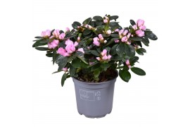Rhododendron simsii rose vogel Azalea roze