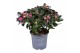 Rhododendron simsii rose vogel Azalea roze 