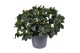 Rhododendron simsii witte vogel Azalea wit 