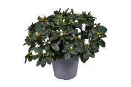 Rhododendron simsii witte vogel Azalea wit
