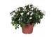 Rhododendron simsii witte vogel Azalea wit 
