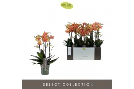 Phalaenopsis multiflora paprika Optimost - Paprika - 4 tak