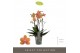Phalaenopsis multiflora paprika Optimost - Paprika - 4 tak 