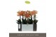 Phalaenopsis multiflora paprika Optimost - Paprika - 4 tak 