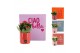 Arrangementen kamerplanten 31641: Color circus arrangement 1 pp 