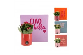 Arrangementen kamerplanten 31641: Color circus arrangement 1 pp