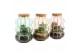 Arrangementen kamerplanten 31639: Color circus arrangement 2 pp 