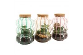 Arrangementen kamerplanten 31639: Color circus arrangement 2 pp