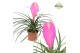 Tillandsia cyanea vincent 