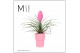 Tillandsia cyanea vincent Cancun keramiek - Roze 