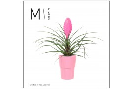 Tillandsia cyanea vincent Cancun keramiek - Roze