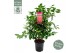 Camellia japonica marie bracey 