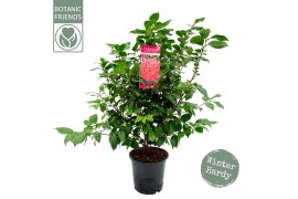 Camellia japonica marie bracey