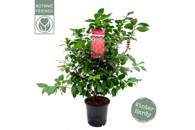 Camellia japonica marie bracey 
