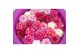 Camellia japonica marie bracey 