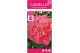 Camellia japonica marie bracey 