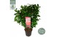 Camellia japonica marie bracey 