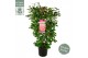Camellia japonica marie bracey 