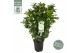 Camellia japonica matterhorn 