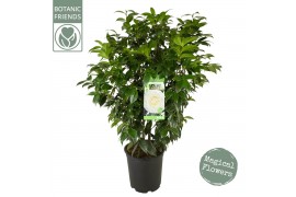 Camellia japonica matterhorn