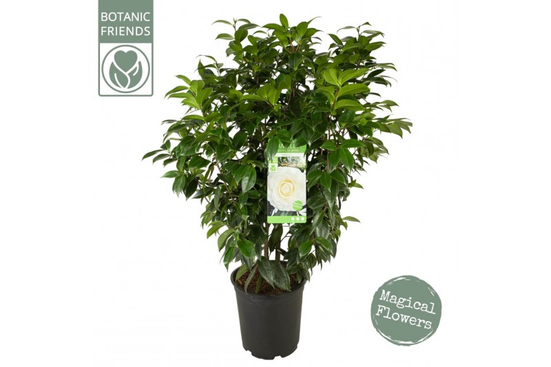 Camellia japonica matterhorn 