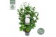 Camellia japonica centifolia alba 