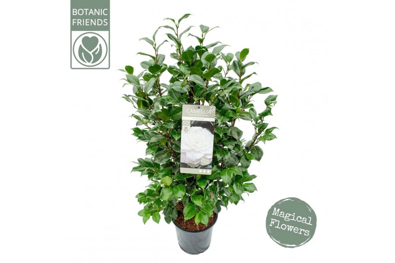 Camellia japonica centifolia alba 