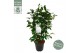 Camellia japonica centifolia alba 