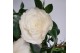 Camellia japonica centifolia alba 