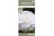 Camellia japonica centifolia alba 