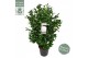 Camellia japonica centifolia alba 
