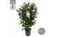 Camellia japonica centifolia alba 