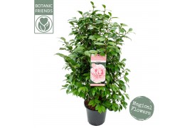 Camellia japonica bonomiana