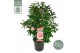 Camellia japonica bonomiana 