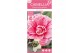 Camellia japonica bonomiana 