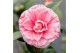 Camellia japonica bonomiana 