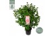 Camellia japonica bonomiana 