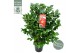 Camellia japonica dr king 