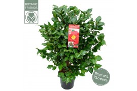 Camellia japonica dr king