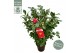 Camellia japonica dr king 