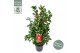 Camellia japonica dr king 